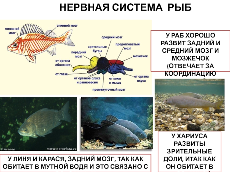 Какой отдел мозга развит у рыб. Нервная система костных рыб схема. Костные рыбы строение нервной системы. Нервная система рыб 8 класс. Нервная система рыб 7 класс.