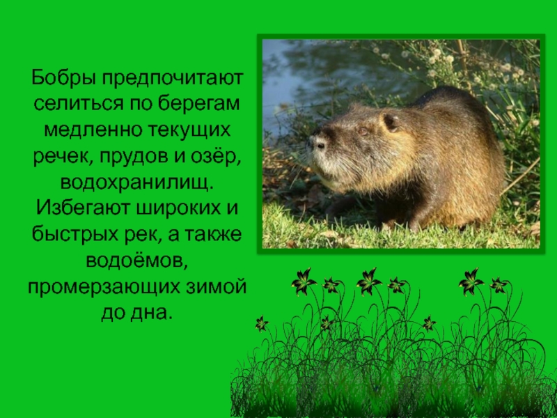 Бобр сообщение 4 класс окружающий. Доклад про Бобров. Сообщение о бобрах. Презентация на тему бобры. Доклад о бобре.