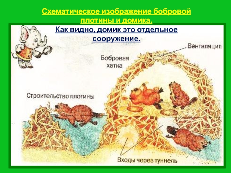 Схема бобровой хатки