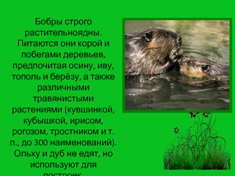 Бобр сообщение 4 класс окружающий. Доклад о бобре. Сообщение о бобрах. Бобры презентация. Доклад о бобрах.