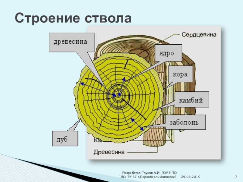 Строение ствола