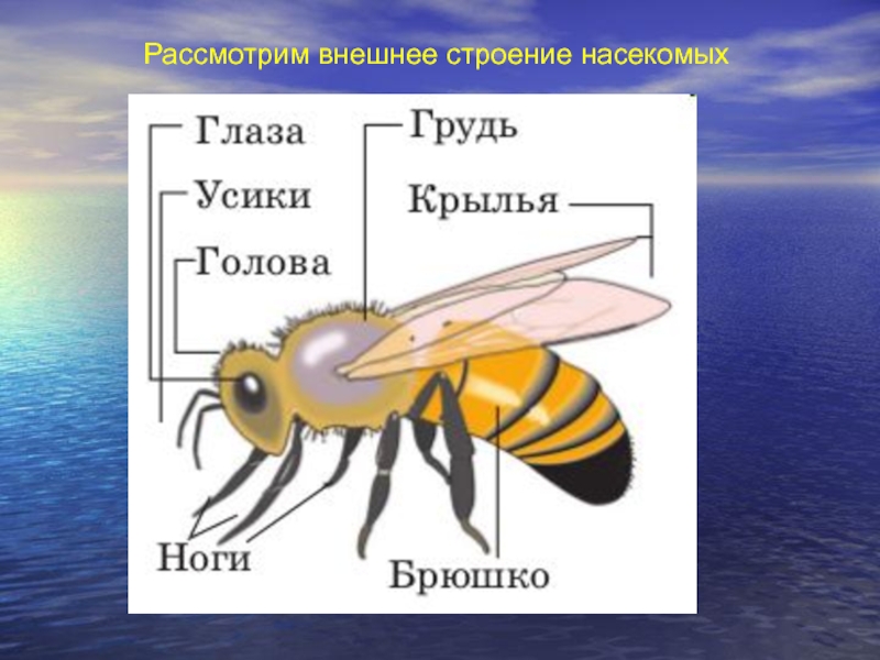 Картинки строение насекомых для дошкольников