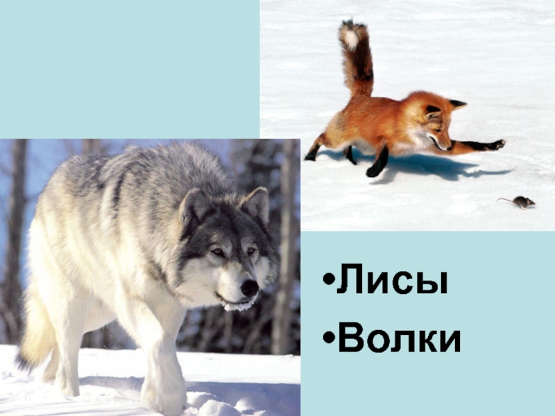 Слова волка и лисы