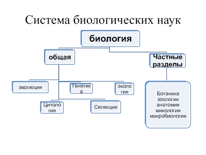 Схема биологические науки