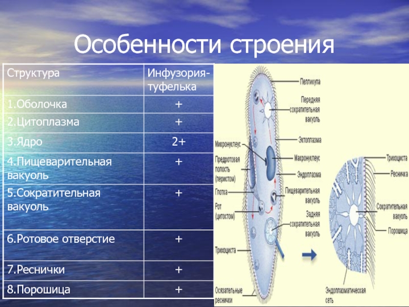 Особенности строения структур. Особенности строения инфузории туфельки. ПАРАМЕЦИЯ особенности строения. Инфузория туфелька особенности строения. Инфузория туфелька особенности.