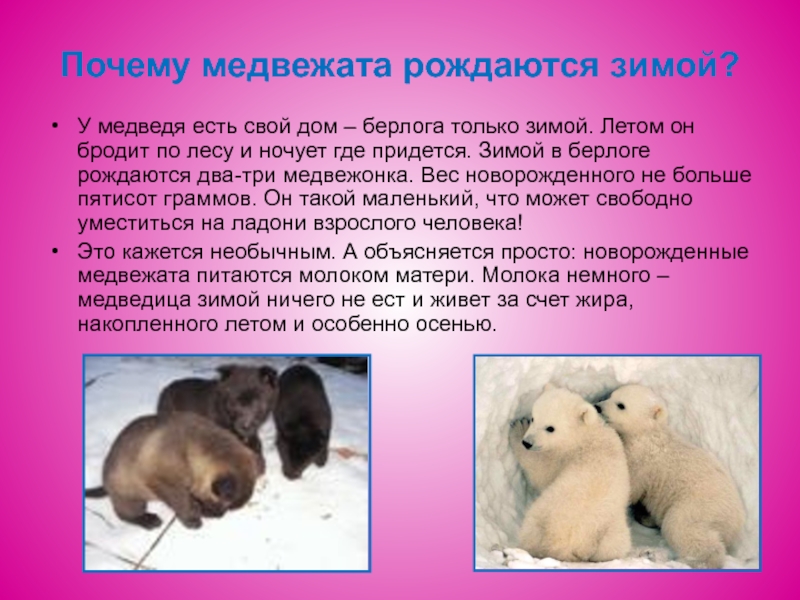 Почему мишка без родителей. Медвежата. Медвежата рождаются зимой. Маленькие медвежата рожденные.