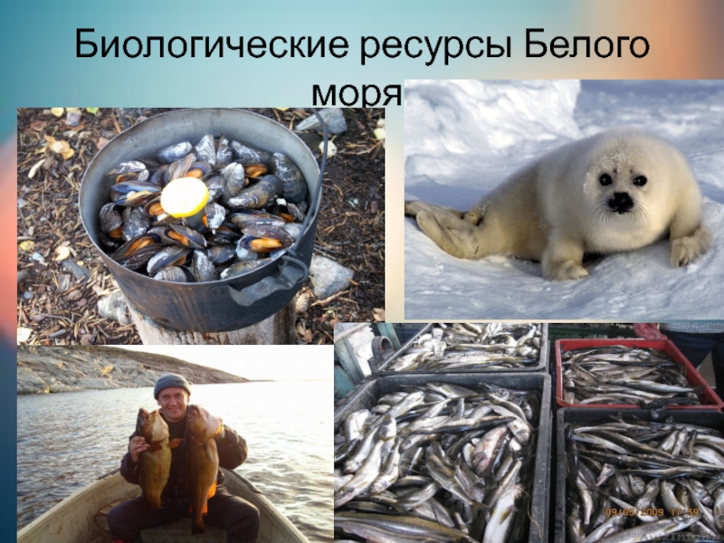 Природные ресурсы белого моря. Биологические ресурсы белого моря. Минеральные ресурсы белого моря. Биоресурсы белого моря. Биологические ресурсы Арктики.