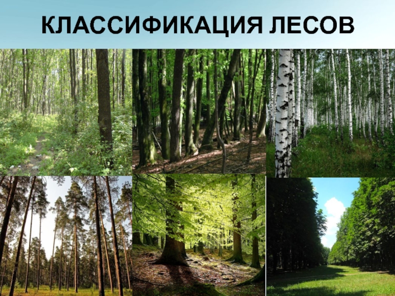 Богатство лесной зоны. Классификация лесов. Классификация по Леусу. Понятие и классификация лесов..