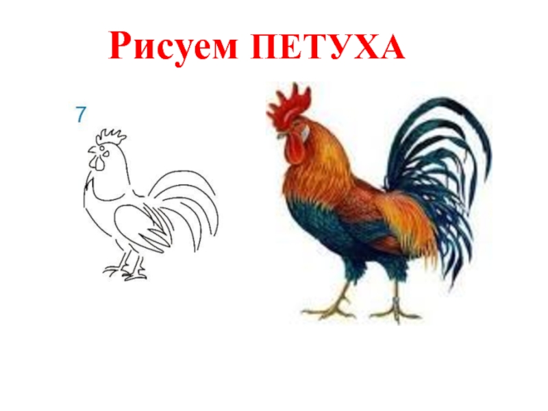 Презентация рисуем петуха