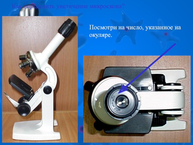 Как определить общее увеличение микроскопа