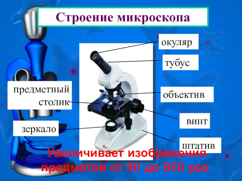 Микроскоп описание. Строение окуляра микроскопа. Строение микроскопа винты. Штатив микроскопа строение. Строение светового и штативного микроскопа.