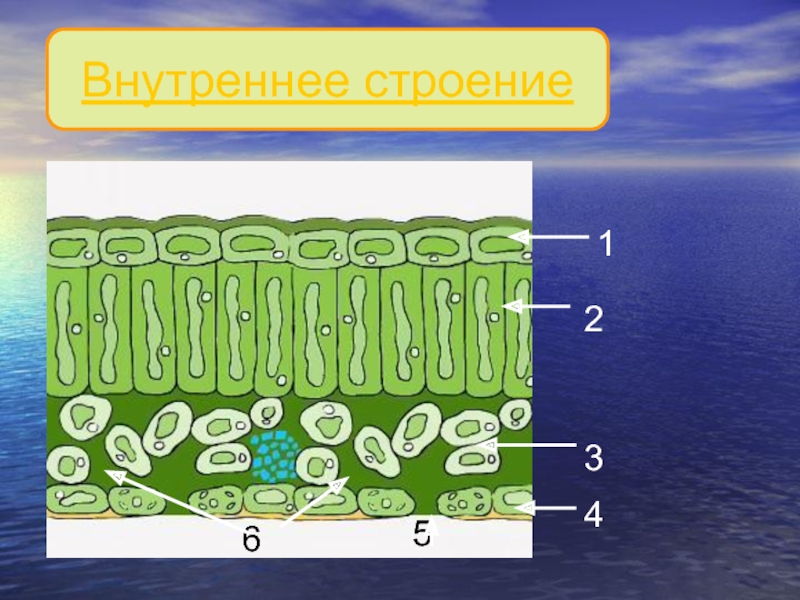 Ксерофиты строение. Схемы процессов жизнедеятельности растений ученик зафиксировал.