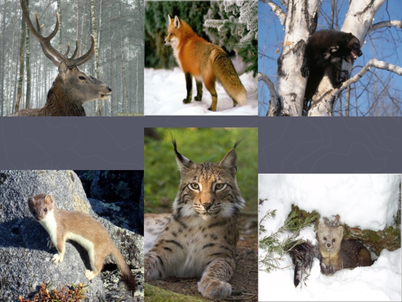 Какие животные обитают в новосибирске