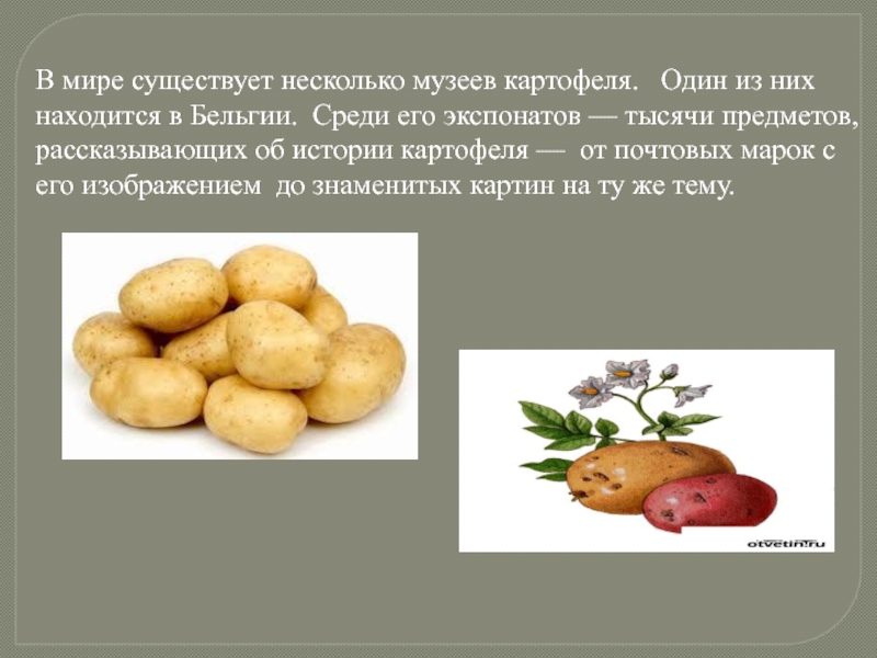 Подбери к слову картофель. Картошка для презентации. Картофель презентация. Интересные факты о картофеле. Исторические факты о картофеле.