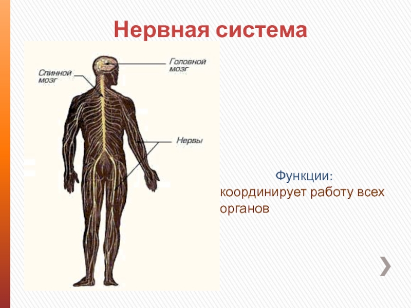 Работа систем органов. Нервная система органы и функции. Органы нервной системы и их функции. Системы органов человека презентация. Системы органов человека 3 класс.