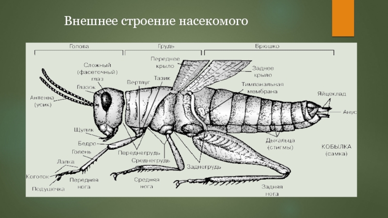 Строение моли. Строение насекомых. Внешнее строение насекомых. Членистоногие насекомые строение. Внешнее и внутреннее строение насекомых.