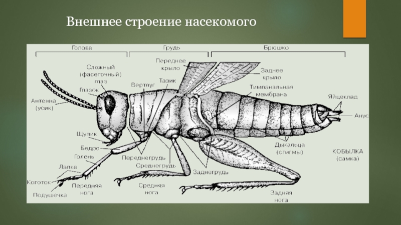 Особенности внешнего строения насекомых. Моль строение насекомого. Внешнее строение крушинницы. Максиллярный щупик у насекомых строение. Краснохвост внение строение.