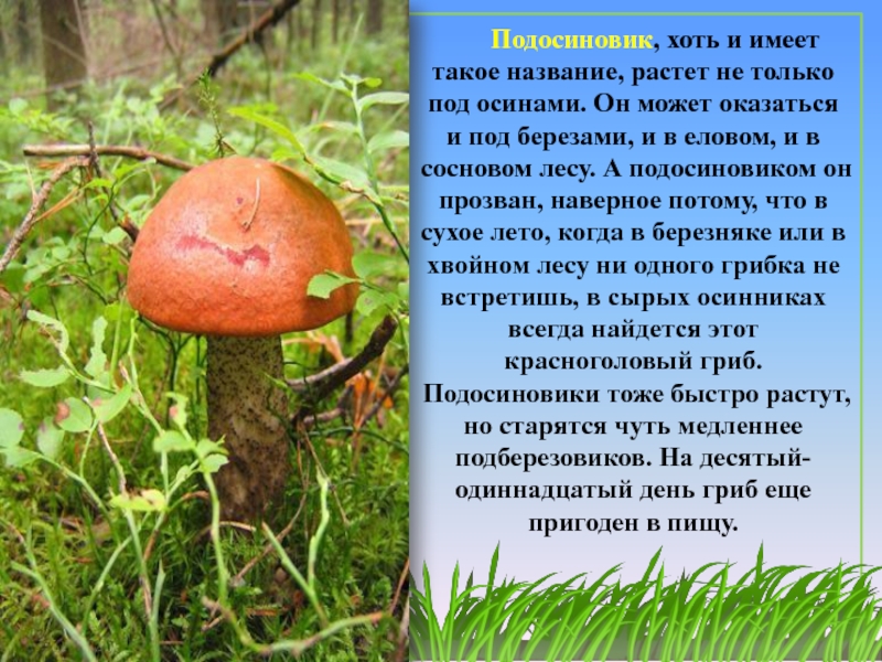 Что росло под. Подосиновики растут под осинами. Растет под осинами под березами красноголовый гриб. Растёт под осинами под берёзами в еловом и Сосновом лесах. Растет под осинами под березами в еловом и Сосновом.