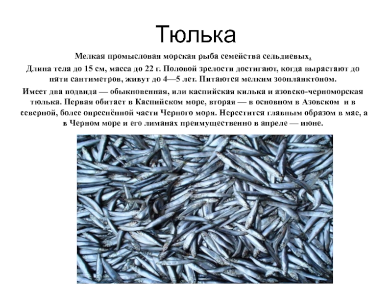 Рыба мельче кильки. Черноморская тюлька рыба. Абрауская тюлька. Обыкновенная Каспийская тюлька. Черноморско-Каспийская тюлька.