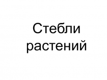 Стебель растения