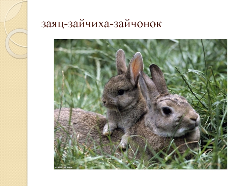 Зайцев без слов. Заяц и зайчиха. Зайчиха с зайчатами фото. В поле еще снег, а у зайчих уж родятся Зайчата.. Как отличить зайца от зайчихи.