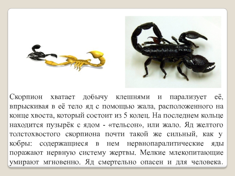 Гороскопы скорпион собака. Скорпион. Скорпион ядовитое животное. Скорпион описание. Рассказать о Скорпионе.