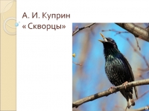 Презентация к уроку литературы по теме :А. И. Куприн 