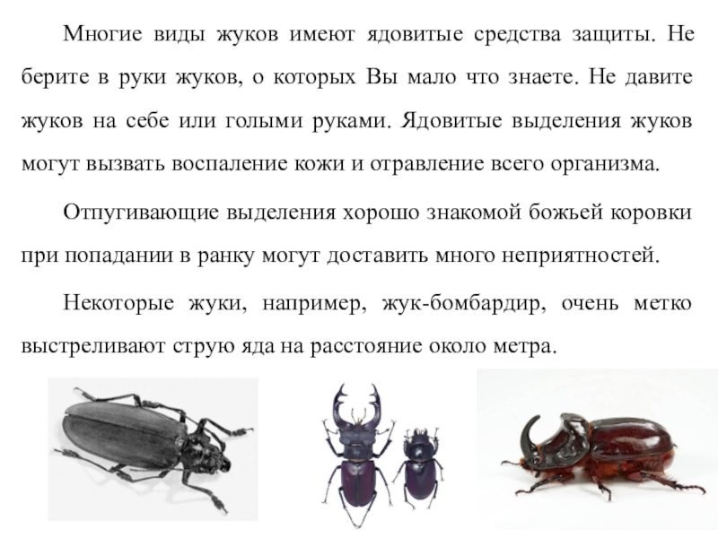 Давила жука. Жуки виды. Какие жуки ядовитые. Опасные насекомые презентация.