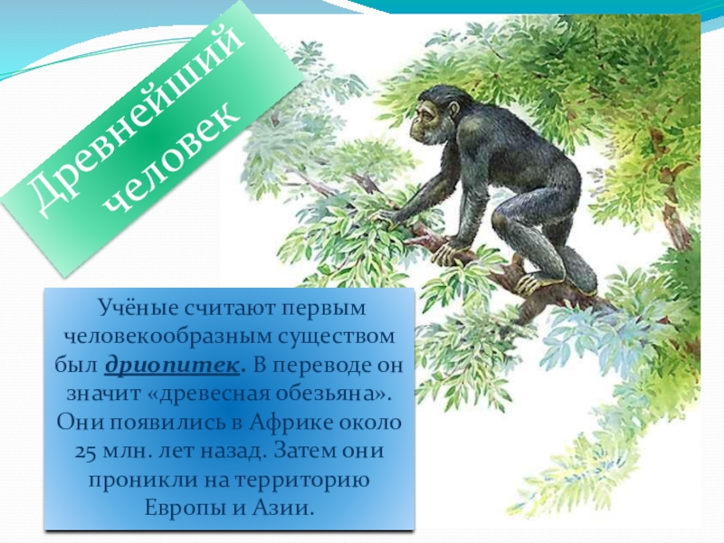 Дриопитеки общие предки. Дриопитек это в биологии. Дриопитек презентация. Дриопитек древесная обезьяна. Дриопитеки появились.