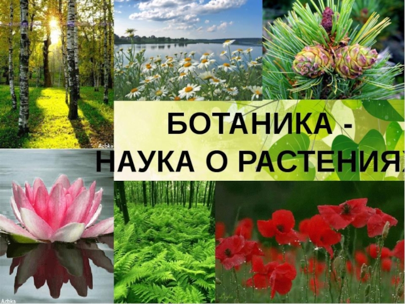 Многообразие растений в природе. Ботаника. Наука о растениях. Ботанические науки растений. Коука орасстения ботаник.