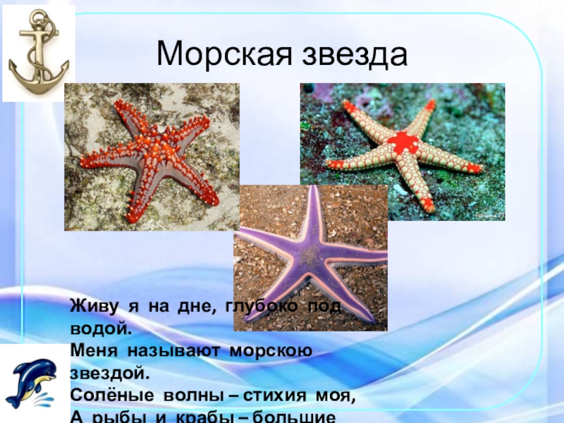 Презентация о морской звезде