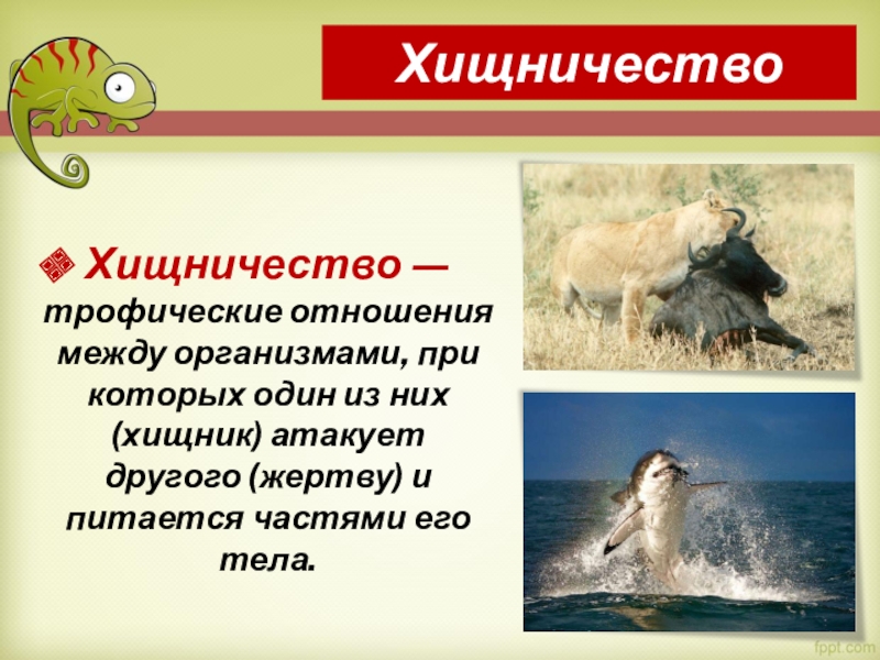Примеры хищничества в биологии 9 класс. Хищничество. Хищничество это в биологии. Презентация на тему взаимоотношения между организмами. Значение хищничества.