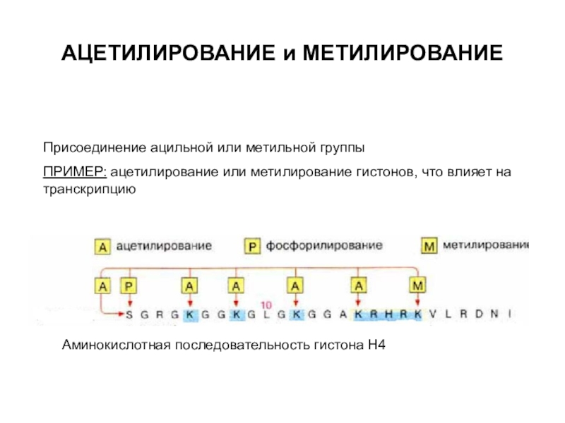 Предположите какая из представленных последовательностей принадлежит гистону