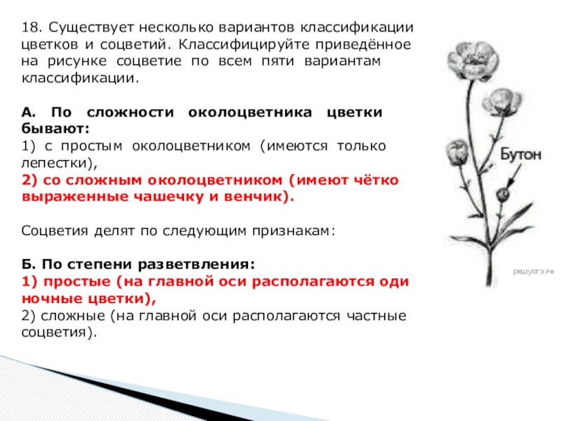 Классифицируйте приведенное на рисунке соцветие болиголова пятнистого по всем пяти вариантам