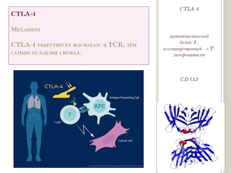 CTLA-4  Механизм  CTLA-4 рекрутирует фосфатазу в TCR, тем самым ослабляя сигнал. CTLA-4цитотоксический белок 4 ,