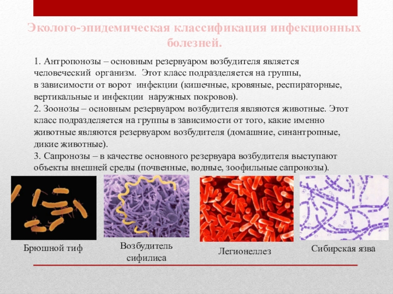 Доклад: Легионеллёз