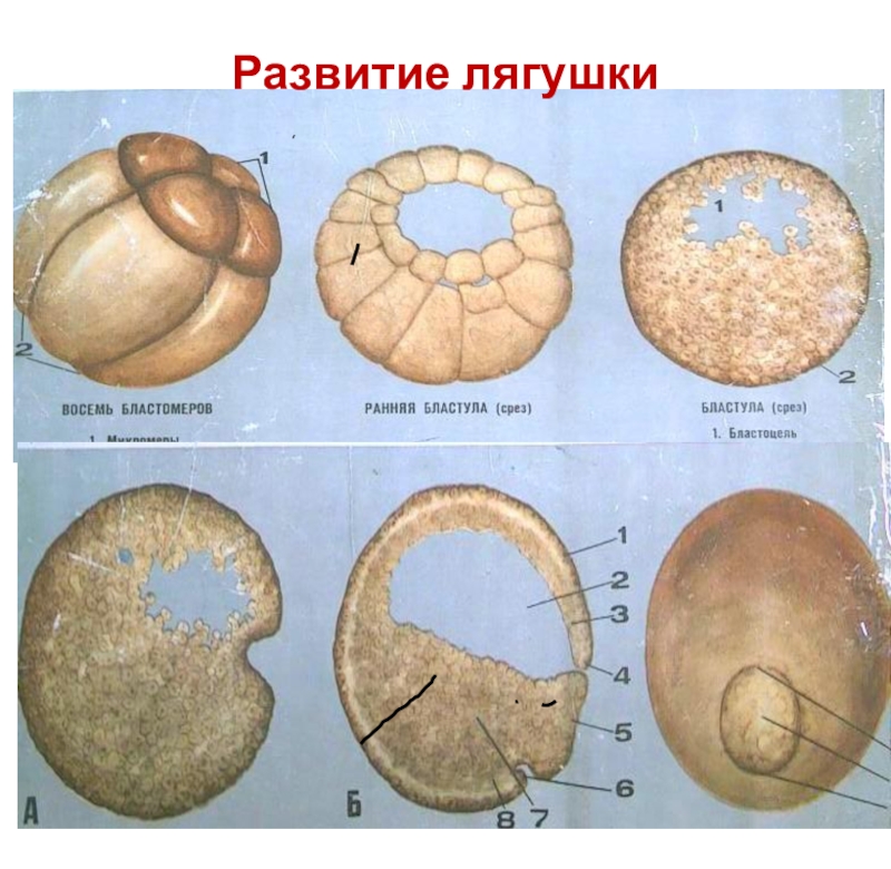 Рассмотрите рисунок на котором представлена схема онтогенеза лягушки как называется стадия 1