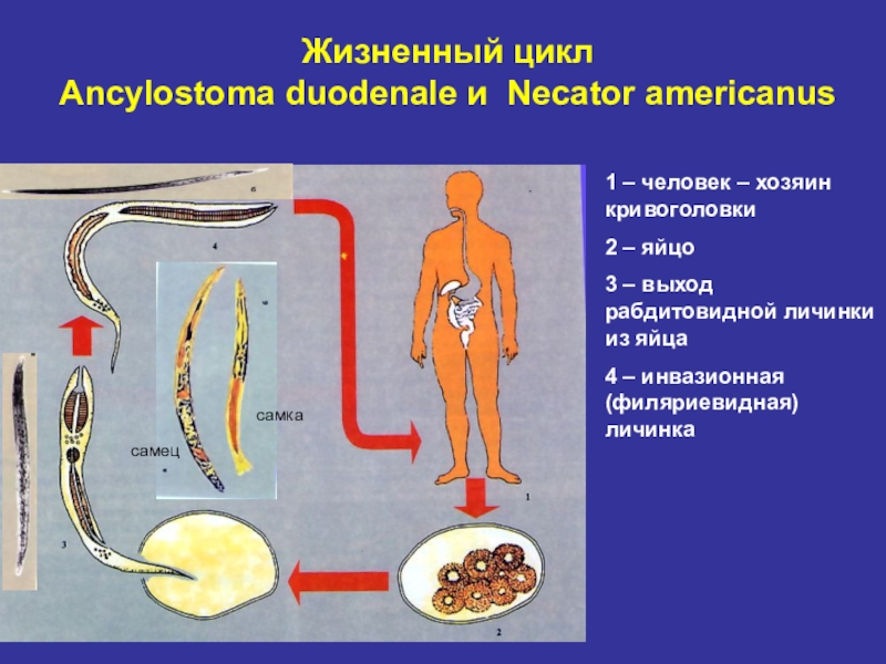 Распространенность гименолепидоза на территории России Жизненный цикл Ancylostoma duodenale и Necator americanusсамецсамка1 – человек – хозяин Жизненный цикл  Ancylostoma duodenale и Necator americanusсамецсамка1 – человек – хозяин кривоголовки2 – яйцо3 – выход