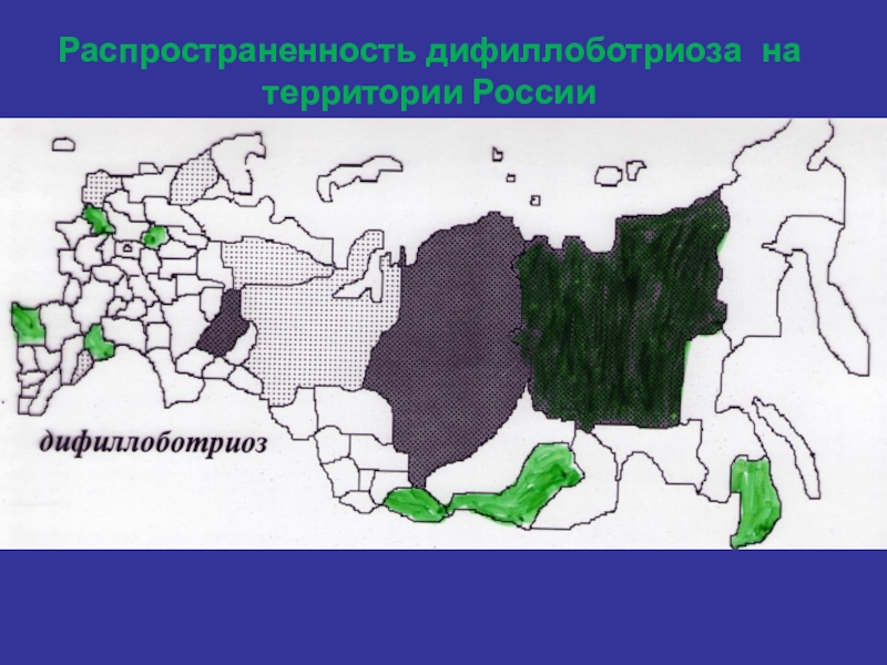 Распространенность гименолепидоза на территории России Распространенность дифиллоботриоза на территории России Распространенность дифиллоботриоза на территории России