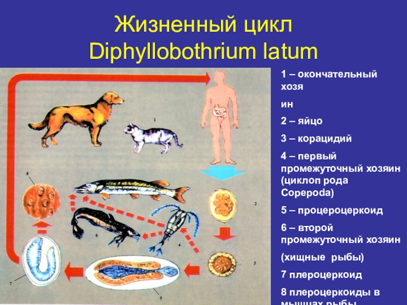 Распространенность гименолепидоза на территории России Жизненный цикл Diphyllobothrium latum1 – окончательный хозяин2 – яйцо3 – корацидий4 Жизненный цикл  Diphyllobothrium latum1 – окончательный хозяин2 – яйцо3 – корацидий4 – первый промежуточный хозяин (циклоп
