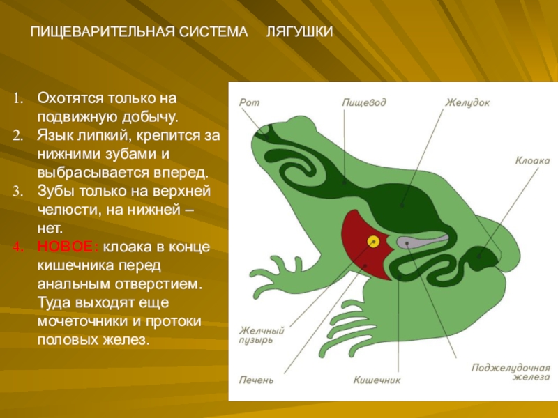 Пищеварительная система лягушки схема