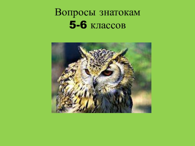 Вопросы знатокам 5-6 классов