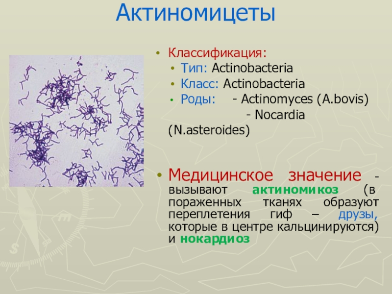 Антибиотиков полученных из актиномицет