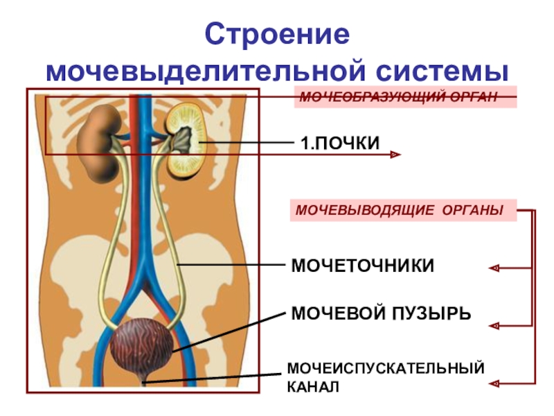 Рассмотрите схему мочевыделительной системы