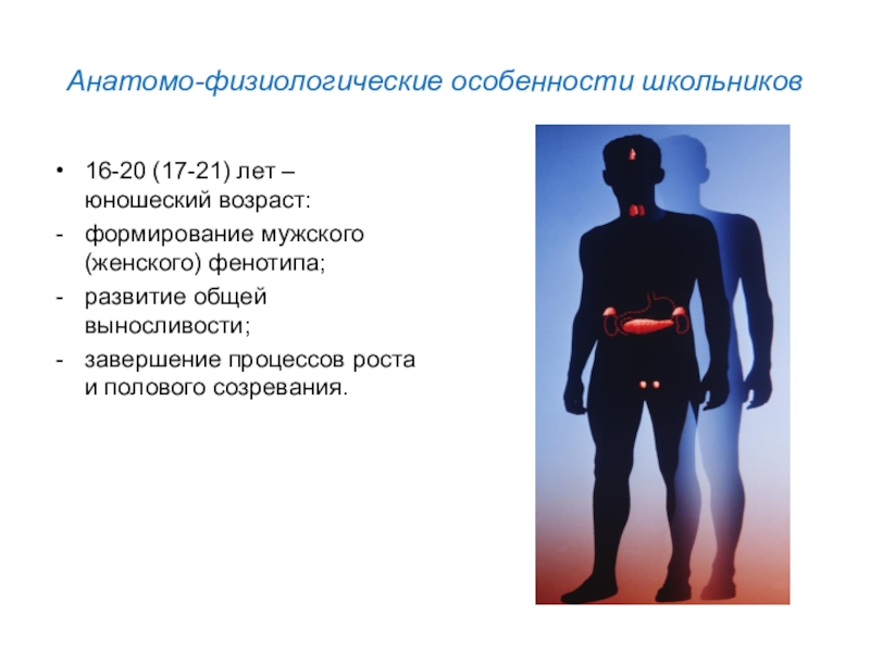 Лекция. Возрастные особенности врачебного контроля Анатомо-физиологические особенности школьников16-20 (17-21) лет – юношеский возраст:формирование мужского (женского) фенотипа;развитие Анатомо-физиологические особенности школьников16-20 (17-21) лет – юношеский возраст:формирование мужского (женского) фенотипа;развитие общей выносливости;завершение процессов роста и полового