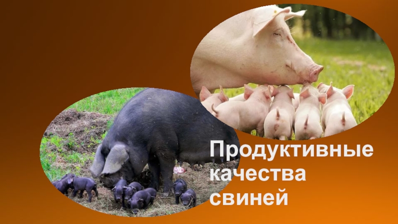 Презентация Продуктивные качества свиней