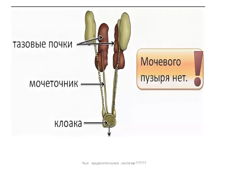 У пресмыкающихся мочеточники открываются в клоаку. Система органов животных выделительная система. Строение выделительной системы птиц. Строение выделительной системы животных. Выделительная система млекопитающих.