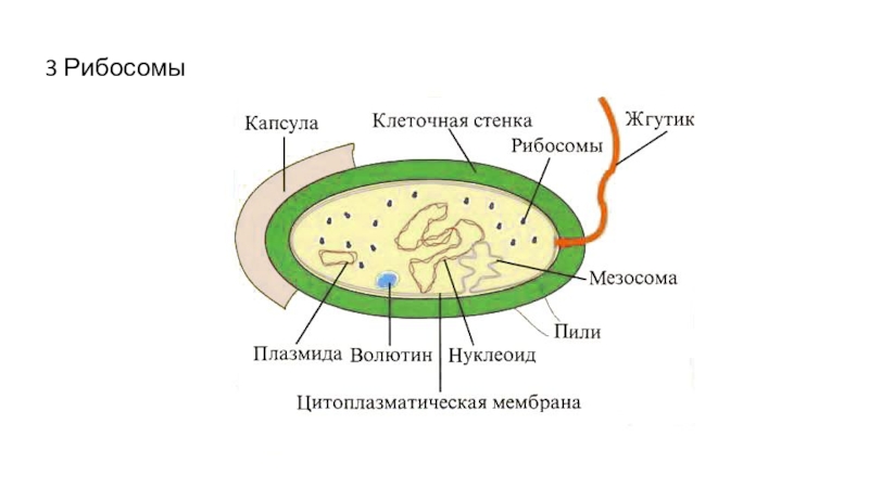 Клетка бактерий рибосомы. Строение бактериальной клетки мезосомы. Мезосомы строение микробиология. Мезосома бактериальной клетки строение. Строение бактерии мезосома.