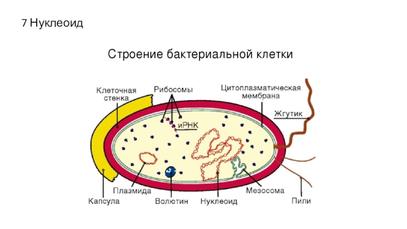 Нуклеоид прокариот. Структура бактериальной клетки нуклеоид. Нуклеоид бактерий строение. Строение бактериальной клетки плазмида. Нуклеоид в прокариотической клетке.