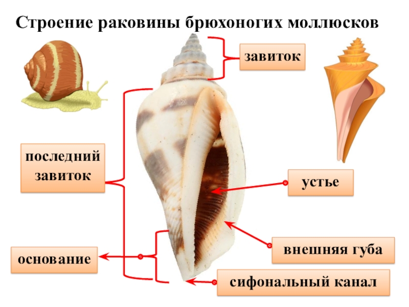 Рассмотрите рисунок с изображением раковин моллюсков